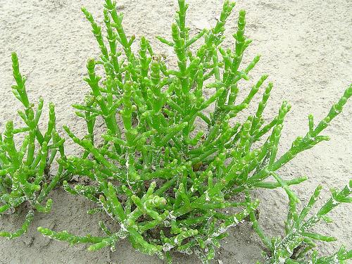 La salicorne une petite plante marine pleine d’atouts !